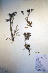  (Penstemon gormanii - CCDB-18342-A7)  @11 [ ] CreativeCommons - Attribution Non-Commercial Share-Alike (2012) CBG Photography Group Unspecified