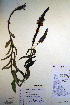  (Veronica longifolia - CCDB-18342-A8)  @11 [ ] CreativeCommons - Attribution Non-Commercial Share-Alike (2012) CBG Photography Group Unspecified