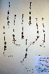  ( - CCDB-18342-F9)  @11 [ ] CreativeCommons - Attribution Non-Commercial Share-Alike (2012) CBG Photography Group Unspecified