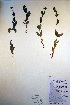 ( - CCDB-18342-E9)  @11 [ ] CreativeCommons - Attribution Non-Commercial Share-Alike (2012) CBG Photography Group Unspecified