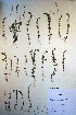  (Veronica verna - CCDB-18342-D9)  @11 [ ] CreativeCommons - Attribution Non-Commercial Share-Alike (2012) CBG Photography Group Unspecified