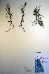  ( - CCDB-18342-B9)  @11 [ ] CreativeCommons - Attribution Non-Commercial Share-Alike (2012) CBG Photography Group Unspecified