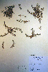  (Veronica polita - CCDB-18342-A9)  @11 [ ] CreativeCommons - Attribution Non-Commercial Share-Alike (2012) CBG Photography Group Unspecified