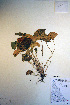  ( - CCDB-18343-H1)  @11 [ ] CreativeCommons - Attribution Non-Commercial Share-Alike (2012) CBG Photography Group Unspecified