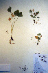  ( - CCDB-18343-G1)  @11 [ ] CreativeCommons - Attribution Non-Commercial Share-Alike (2012) CBG Photography Group Unspecified