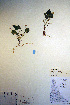  (Viola selkirkii - CCDB-18343-A1)  @11 [ ] CreativeCommons - Attribution Non-Commercial Share-Alike (2012) CBG Photography Group Unspecified