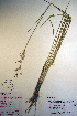  ( - CCDB-18343-A4)  @11 [ ] CreativeCommons - Attribution Non-Commercial Share-Alike (2012) CBG Photography Group Unspecified