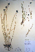  ( - CCDB-18343-D5)  @11 [ ] CreativeCommons - Attribution Non-Commercial Share-Alike (2012) CBG Photography Group Unspecified