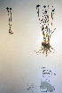  ( - CCDB-18343-C5)  @11 [ ] CreativeCommons - Attribution Non-Commercial Share-Alike (2012) CBG Photography Group Unspecified