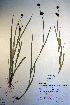  ( - CCDB-18343-D6)  @11 [ ] CreativeCommons - Attribution Non-Commercial Share-Alike (2012) CBG Photography Group Unspecified