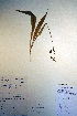  ( - CCDB-18343-G9)  @11 [ ] CreativeCommons - Attribution Non-Commercial Share-Alike (2012) CBG Photography Group Unspecified