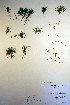  ( - CCDB-18343-G10)  @11 [ ] CreativeCommons - Attribution Non-Commercial Share-Alike (2012) CBG Photography Group Unspecified