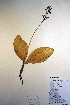  (Platanthera orbiculata - CCDB-18343-H11)  @11 [ ] CreativeCommons - Attribution Non-Commercial Share-Alike (2012) CBG Photography Group Unspecified
