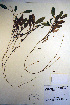  (Potamogeton epihydrus - CCDB-18343-G11)  @11 [ ] CreativeCommons - Attribution Non-Commercial Share-Alike (2012) CBG Photography Group Unspecified