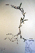  (Potamogeton alpinus - CCDB-18343-C11)  @11 [ ] CreativeCommons - Attribution Non-Commercial Share-Alike (2012) CBG Photography Group Unspecified