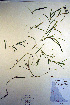  ( - CCDB-18343-A11)  @11 [ ] CreativeCommons - Attribution Non-Commercial Share-Alike (2012) CBG Photography Group Unspecified