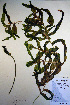  ( - CCDB-18343-B12)  @11 [ ] CreativeCommons - Attribution Non-Commercial Share-Alike (2012) CBG Photography Group Unspecified