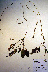  (Potamogeton nodosus - CCDB-18344-H1)  @11 [ ] CreativeCommons - Attribution Non-Commercial Share-Alike (2012) CBG Photography Group Unspecified