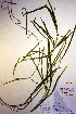  (Potamogeton zosteriformis - CCDB-18344-D1)  @11 [ ] CreativeCommons - Attribution Non-Commercial Share-Alike (2012) CBG Photography Group Unspecified