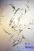  (Potamogeton subsibiricus - CCDB-18344-B1)  @11 [ ] CreativeCommons - Attribution Non-Commercial Share-Alike (2012) CBG Photography Group Unspecified