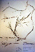  (Potamogeton strictifolius - CCDB-18344-A1)  @11 [ ] CreativeCommons - Attribution Non-Commercial Share-Alike (2012) CBG Photography Group Unspecified