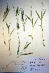  (Dichanthelium leibergii - CCDB-18344-H5)  @11 [ ] CreativeCommons - Attribution Non-Commercial Share-Alike (2012) CBG Photography Group Unspecified