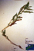  (Dichanthelium clandestinum - CCDB-18344-G5)  @11 [ ] CreativeCommons - Attribution Non-Commercial Share-Alike (2012) CBG Photography Group Unspecified