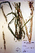  (Elymus riparius - CCDB-18344-H7)  @11 [ ] CreativeCommons - Attribution Non-Commercial Share-Alike (2012) CBG Photography Group Unspecified