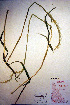  (Elymus sibiricus - CCDB-18344-G7)  @11 [ ] CreativeCommons - Attribution Non-Commercial Share-Alike (2012) CBG Photography Group Unspecified