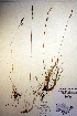  (Festuca richardsonii - CCDB-18344-D7)  @11 [ ] CreativeCommons - Attribution Non-Commercial Share-Alike (2012) CBG Photography Group Unspecified