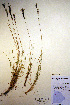  (Festuca viviparoidea - CCDB-18344-B7)  @11 [ ] CreativeCommons - Attribution Non-Commercial Share-Alike (2012) CBG Photography Group Unspecified