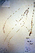  (Festuca viridula - CCDB-18344-A7)  @11 [ ] CreativeCommons - Attribution Non-Commercial Share-Alike (2012) CBG Photography Group Unspecified