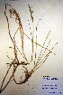  (Elymus repens - CCDB-18344-E9)  @11 [ ] CreativeCommons - Attribution Non-Commercial Share-Alike (2012) CBG Photography Group Unspecified