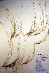  ( - CCDB-18344-B9)  @11 [ ] CreativeCommons - Attribution Non-Commercial Share-Alike (2012) CBG Photography Group Unspecified
