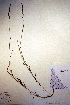  (Muhlenbergia glomerata - CCDB-18344-A9)  @11 [ ] CreativeCommons - Attribution Non-Commercial Share-Alike (2012) CBG Photography Group Unspecified
