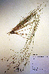  (Piptatheropsis canadensis - CCDB-18344-F10)  @11 [ ] CreativeCommons - Attribution Non-Commercial Share-Alike (2012) CBG Photography Group Unspecified