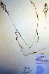  (Sibirotrisetum - CCDB-18345-G2)  @11 [ ] CreativeCommons - Attribution Non-Commercial Share-Alike (2012) CBG Photography Group Unspecified