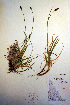  (Carex albonigra - CCDB-18345-A2)  @11 [ ] CreativeCommons - Attribution Non-Commercial Share-Alike (2012) CBG Photography Group Unspecified