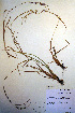  (Carex conoidea - CCDB-18345-D3)  @11 [ ] CreativeCommons - Attribution Non-Commercial Share-Alike (2012) CBG Photography Group Unspecified