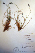  (Carex bigelowii subsp. lugens - CCDB-18345-C3)  @11 [ ] CreativeCommons - Attribution Non-Commercial Share-Alike (2012) CBG Photography Group Unspecified