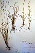  ( - CCDB-18345-B3)  @11 [ ] CreativeCommons - Attribution Non-Commercial Share-Alike (2012) CBG Photography Group Unspecified