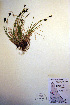  (Carex eleusinoides - CCDB-18345-F4)  @11 [ ] CreativeCommons - Attribution Non-Commercial Share-Alike (2012) CBG Photography Group Unspecified