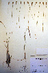  (Carex exilis - CCDB-18345-E4)  @11 [ ] CreativeCommons - Attribution Non-Commercial Share-Alike (2012) CBG Photography Group Unspecified