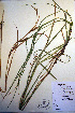  (Carex laeviconica - CCDB-18345-A4)  @11 [ ] CreativeCommons - Attribution Non-Commercial Share-Alike (2012) CBG Photography Group Unspecified