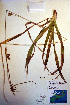  (Carex folliculata - CCDB-18345-H5)  @11 [ ] CreativeCommons - Attribution Non-Commercial Share-Alike (2012) CBG Photography Group Unspecified