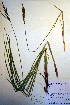  (Carex haydenii - CCDB-18345-C5)  @11 [ ] CreativeCommons - Attribution Non-Commercial Share-Alike (2012) CBG Photography Group Unspecified