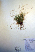  (Carex leptalea - CCDB-18345-F6)  @11 [ ] CreativeCommons - Attribution Non-Commercial Share-Alike (2012) CBG Photography Group Unspecified