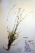  (Carex loliacea - CCDB-18345-E6)  @11 [ ] CreativeCommons - Attribution Non-Commercial Share-Alike (2012) CBG Photography Group Unspecified