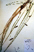  (Carex lyngbyei - CCDB-18345-C6)  @11 [ ] CreativeCommons - Attribution Non-Commercial Share-Alike (2012) CBG Photography Group Unspecified