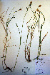  (Carex macrochaeta - CCDB-18345-A6)  @11 [ ] CreativeCommons - Attribution Non-Commercial Share-Alike (2012) CBG Photography Group Unspecified